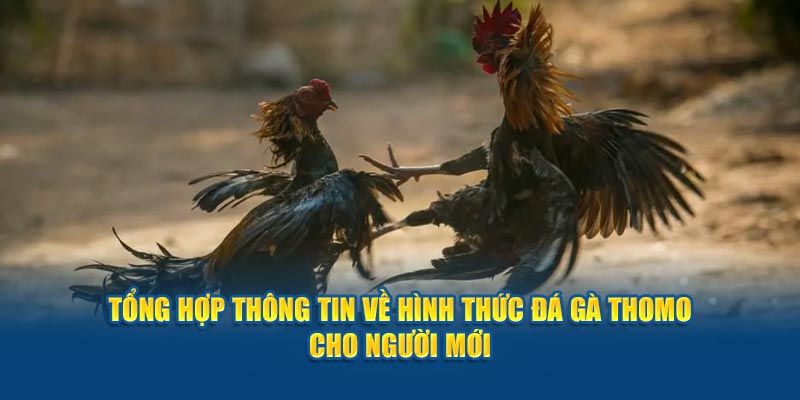 Thông tin sơ lược về hình thức trực tiếp đá gà thomo